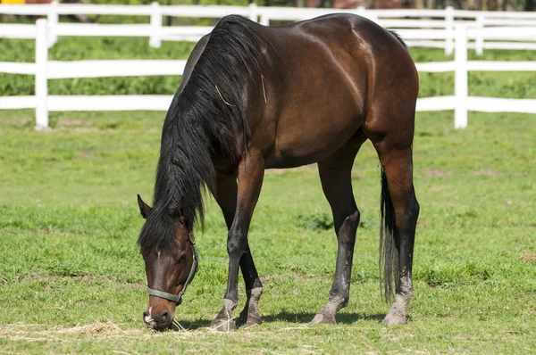 Paarden op het groene gras — Stockfoto