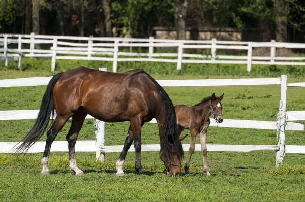 Mare and foal on the green grass — Stock Photo, Image