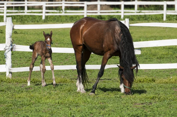 Mare og føll på det grønne gresset – stockfoto