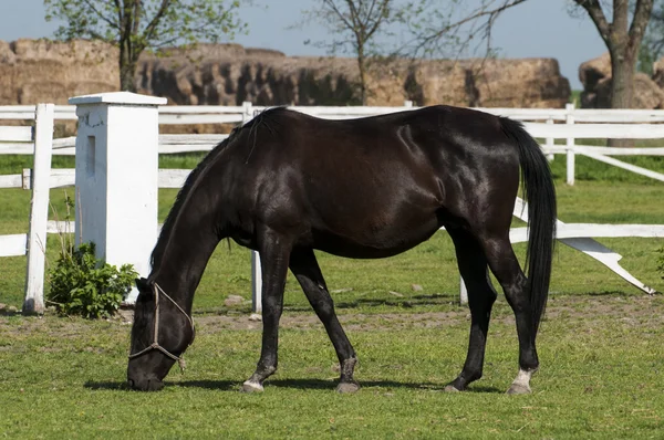 Cavalos na grama verde — Fotografia de Stock