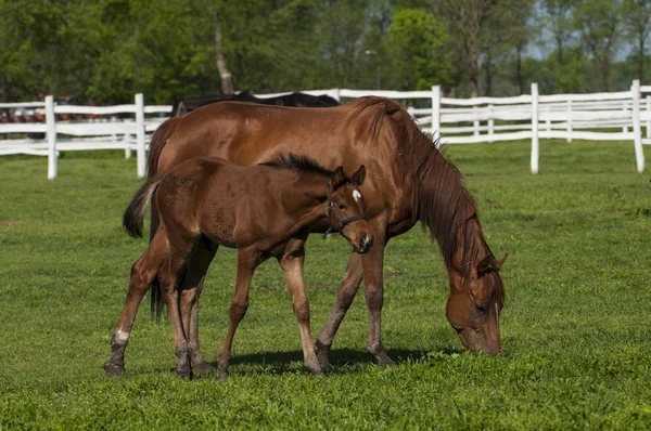 Mare en veulen op het groene gras — Stockfoto