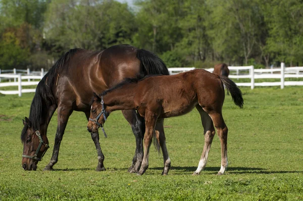 Mare og føll på det grønne gresset – stockfoto