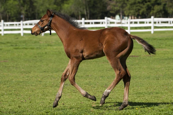 푸른 잔디에 foal — 스톡 사진