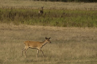 kırmızı geyik (cervus elaphus)
