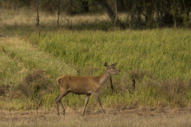 kırmızı geyik (cervus elaphus)