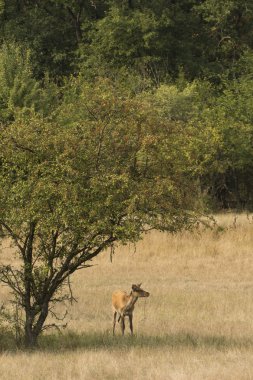 kırmızı geyik (cervus elaphus)