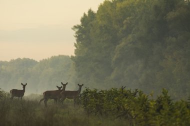 kırmızı geyik (cervus elaphus)