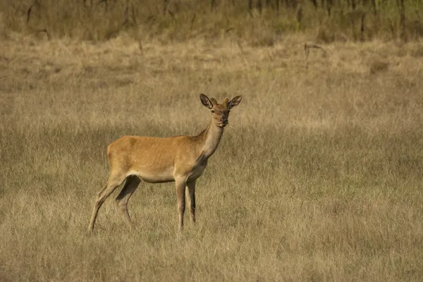 Kronhjort (cervus elaphus)) — Stockfoto