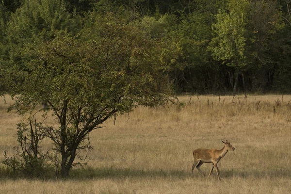 Veado-vermelho (Cervus elaphus ) — Fotografia de Stock