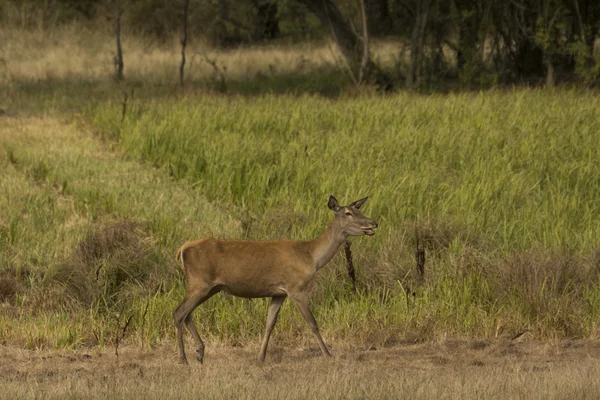 Red deer (Cervus elaphus) — Stock Photo, Image