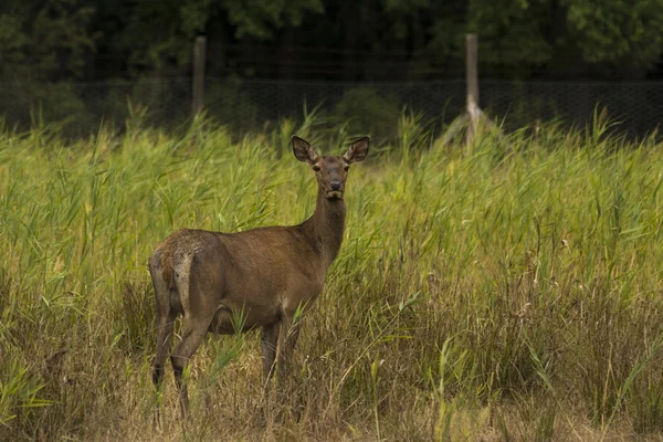 Cervo rosso (cervus elaphus) — Foto Stock