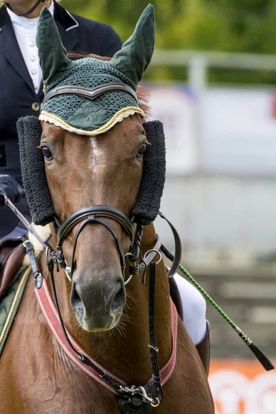 Équitation — Photo