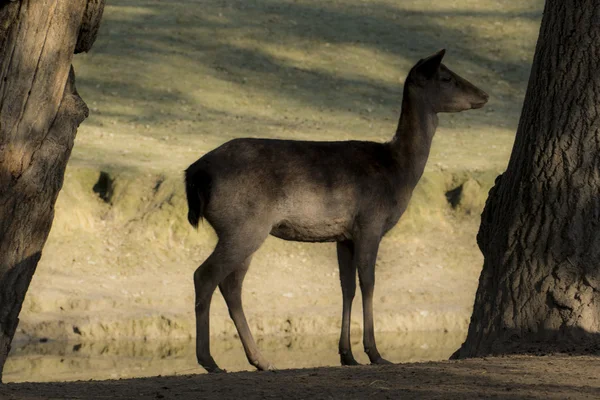 Ciervo hembra — Foto de Stock