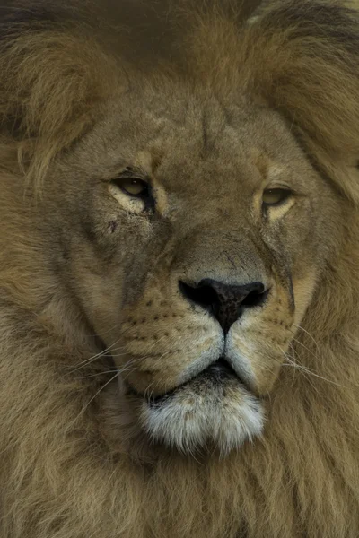 Retrato de primer plano de un león africano — Foto de Stock