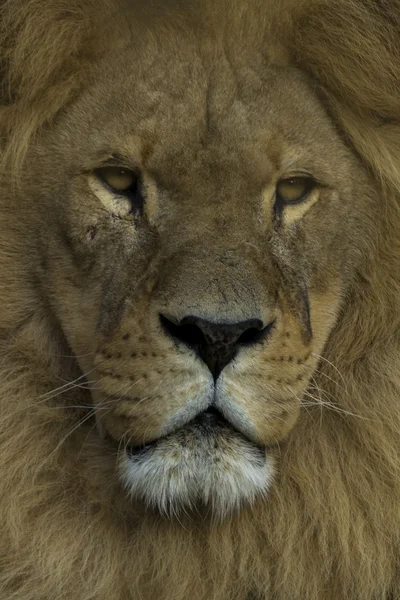 Retrato de primer plano de un león africano — Foto de Stock