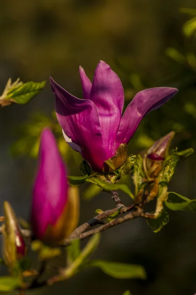 Magnolia fleur d'arbre — Photo