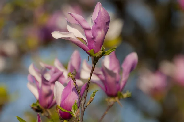 Magnolia fleur d'arbre — Photo