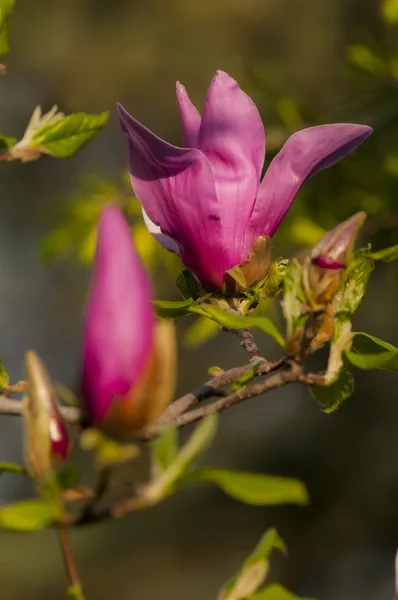 Magnolia fleur d'arbre — Photo