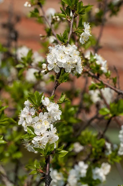 Flowers of the cherry blossoms on a spring day — Stock Photo, Image