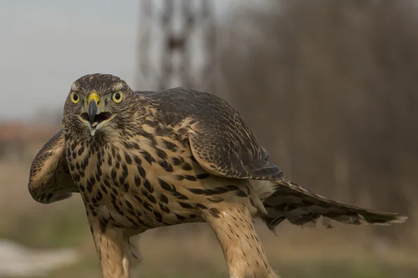 Goshawk settentrionale (Accipiter gentilis ) — Foto Stock