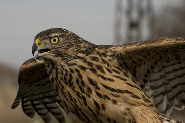 Kuzey Goshawk (Accipiter gentilis)