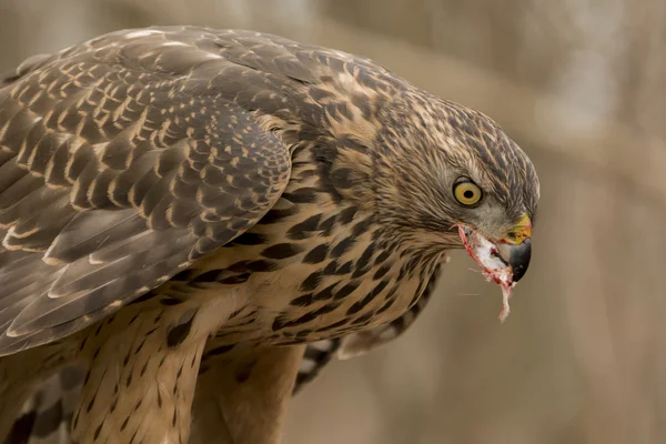 Goshawk severní (Accipiter gentilis) — Stock fotografie