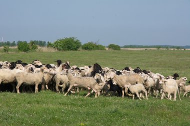 çimlerin üzerine koyun