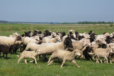 çimlerin üzerine koyun