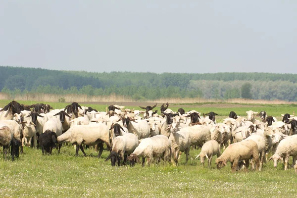 Fåren på gräs — Stockfoto