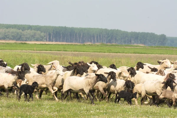 Sheep on grass — Zdjęcie stockowe