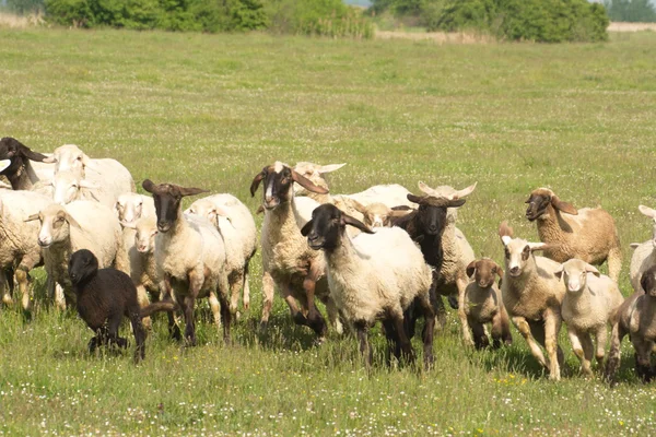 Sheep on grass — Stock Photo, Image