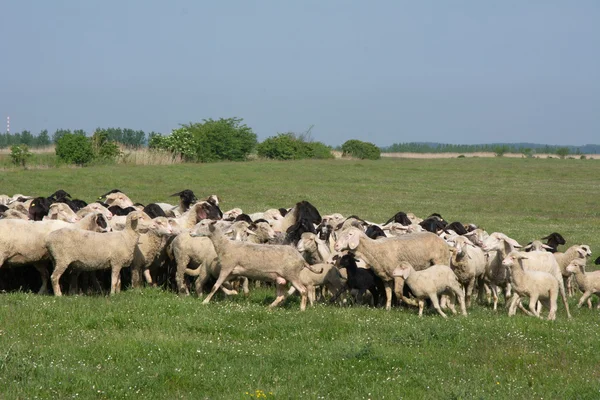 Fåren på gräs — Stockfoto