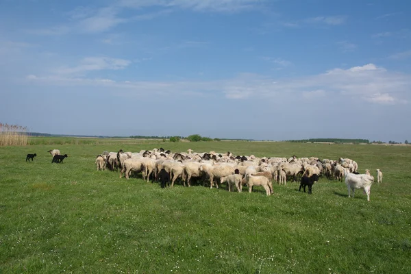 Sheep on grass — Zdjęcie stockowe