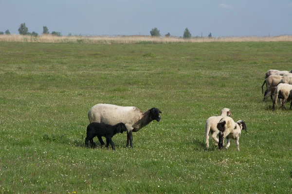 Sheep and lamb — Stock Photo, Image