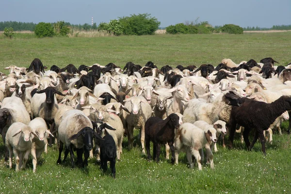 Πρόβατα σε χόρτο — Φωτογραφία Αρχείου