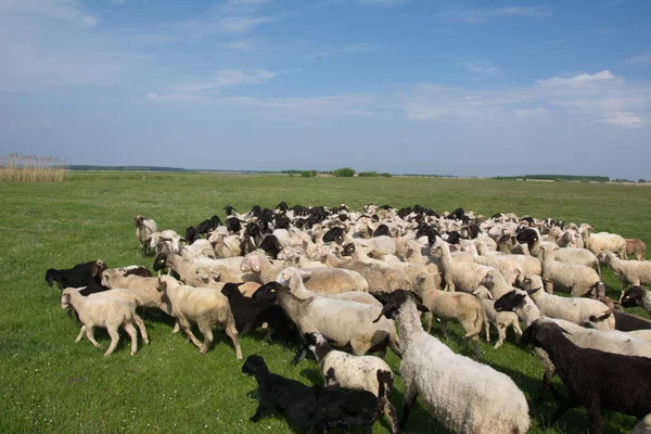 Fåren på gräs — Stockfoto