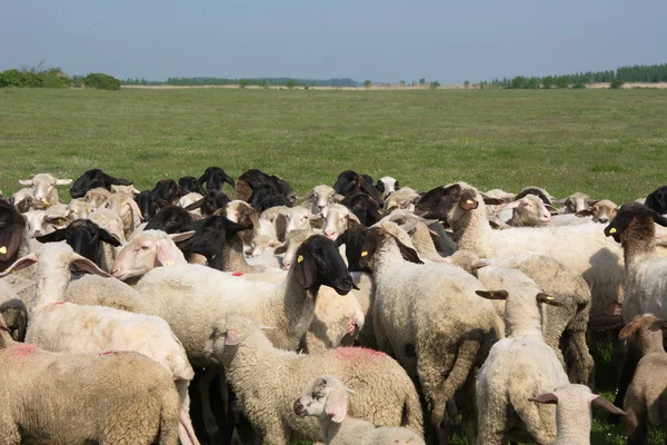 Πρόβατα σε χόρτο — Φωτογραφία Αρχείου