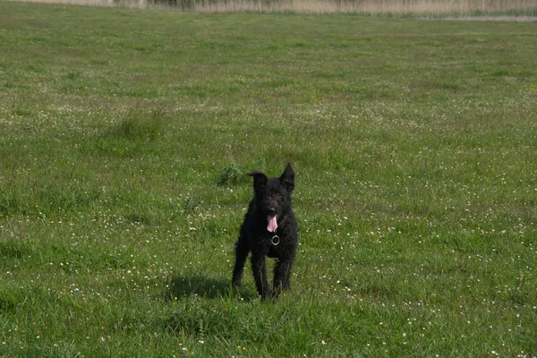 仕事でたくさんの羊を持つ黒の牧羊犬 — ストック写真