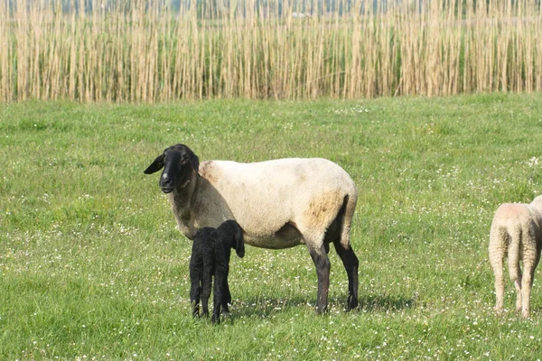 Sheep and lamb — Stock Photo, Image