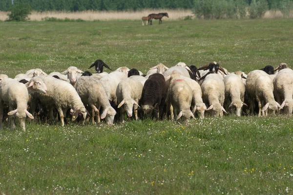 Ovejas sobre hierba — Foto de Stock