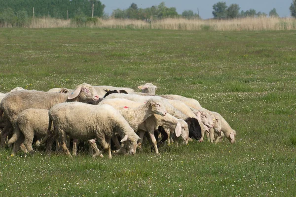 Ovejas sobre hierba — Foto de Stock