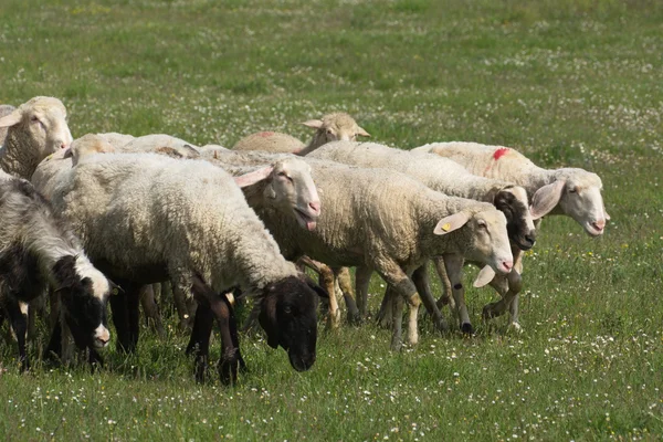 Sheep on grass — Stock Photo, Image