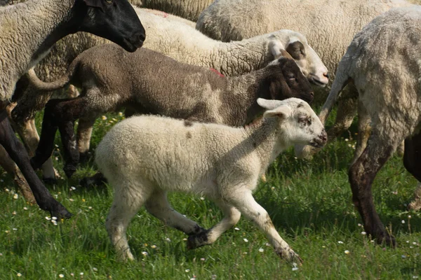 Sheep on grass — Stock Photo, Image
