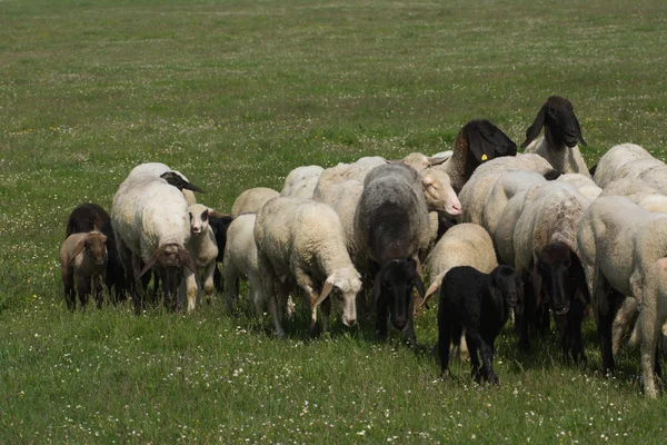 Schafe auf Gras — Stockfoto