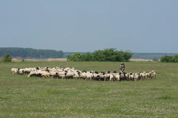 Sheep on grass — Zdjęcie stockowe