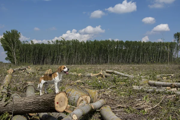 Beagle — Fotografie, imagine de stoc