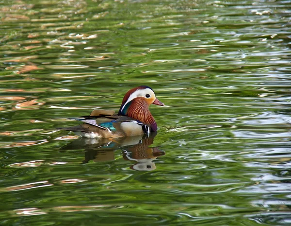 Mandarin Duck and Ripples — Stock Photo, Image