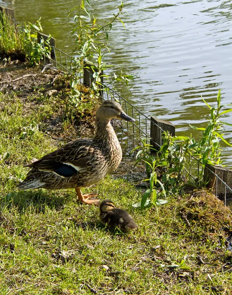 Mother Duck and Duckling — Stock Photo, Image