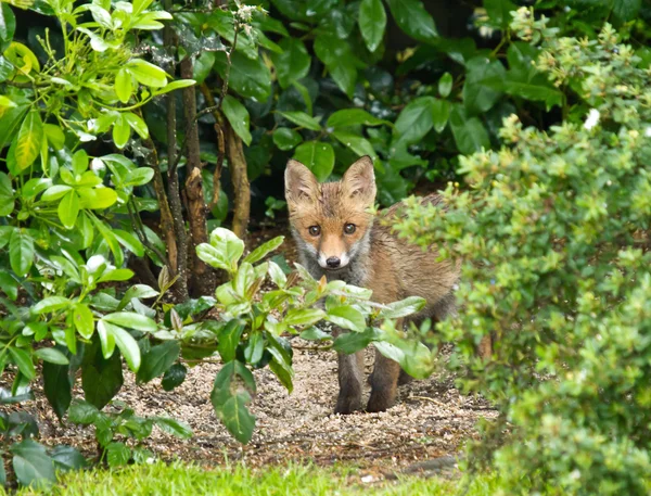Red fox cub verbergen Stockfoto