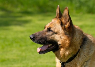 Alman çoban köpeği.